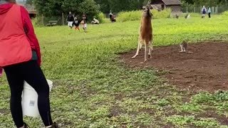 Kangaroo fight at petting zoo Kelowna BC