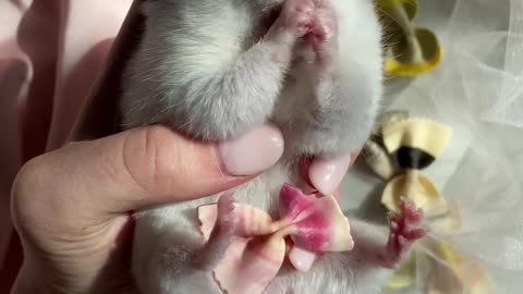 super cute hamster