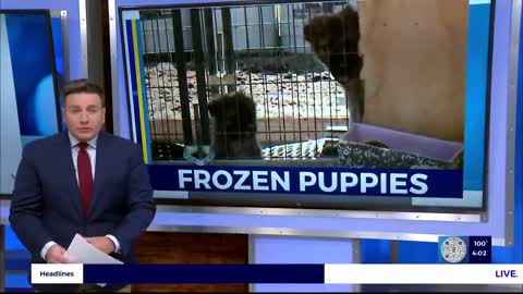 Frozen puppies discovered at unlicensed Nye County properties where 300 dogs lived