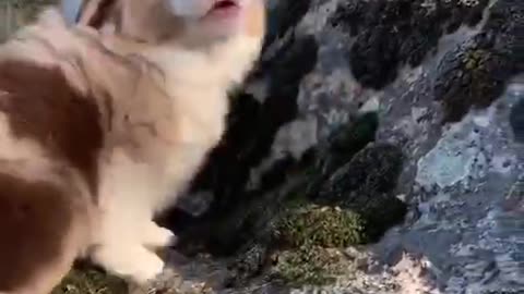 Little puppy howls