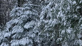 Nature walk frozen style