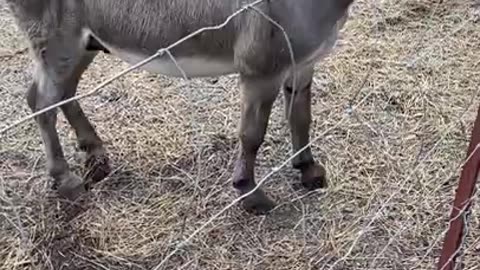 Giant Screaming Chicken Makes Donkey's Day
