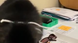 Optician Cat 👓