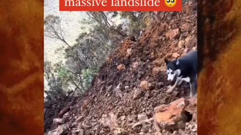 Dog caught by a landslide 😭💔🙏