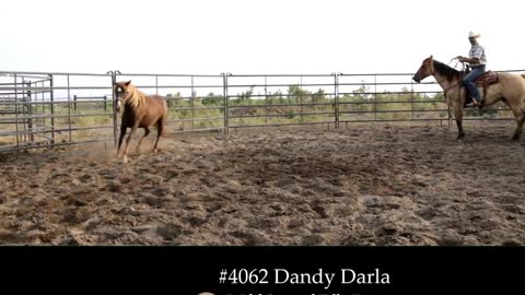 4062 Dandy Darla - 2019 Wild Spayed Filly Futurity