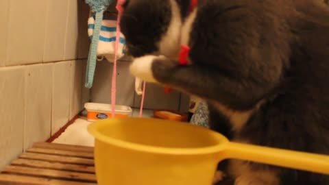 The cat drinks water.