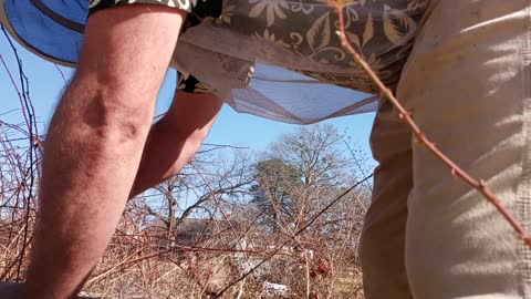 Working a double 5 frame nuc (SHORT SLEEVES)hive that over wintered.