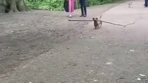 a dog with a wooden stick