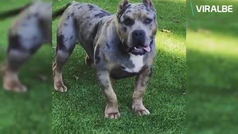 Best of american Bully Pitbulls- Extreme Dogs