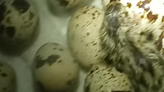 Baby quail hatching