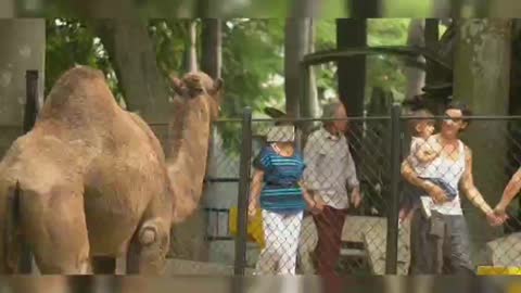 Nature 15 giraffes and camels