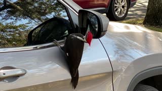 Woodpecker Pecks At His Reflection