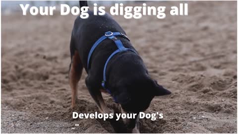 How to stop your dog from digging 🐕 Your Dog is digging all the time 🐶 #shorts