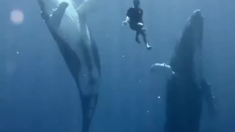 Today you won't see anything cuter than the dance of two whales and a diver in French Polynesia.