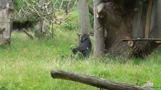 Il est temps de manger de l'herbe, un adorable gorille s'asseoir pour manger en forêt