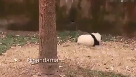 The tree-climbing panda is so cute after sliding