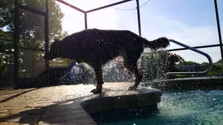 Wet Dog shaking off outside of pool water everywhere