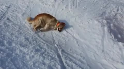 Dog Enjoys Snow While Sliding Down hill