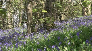 Bluebell Woods Jenny Cliff Ocean City Plymouth Sights and sounds 2. Chris Summerfield photography