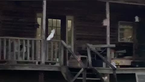 Cockatoo flying around the Funny Farm