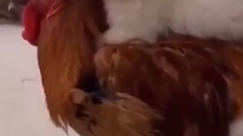 Cute little dog and chicken