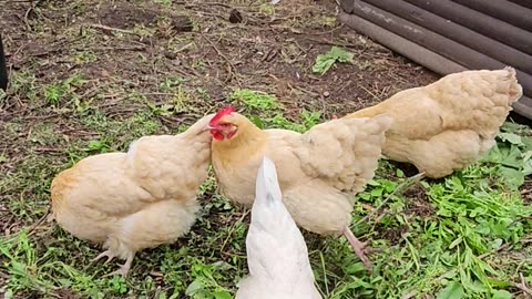 OMC! Whitey and friends perched and pecking greens! #chickens #hens #chickenlife #shorts