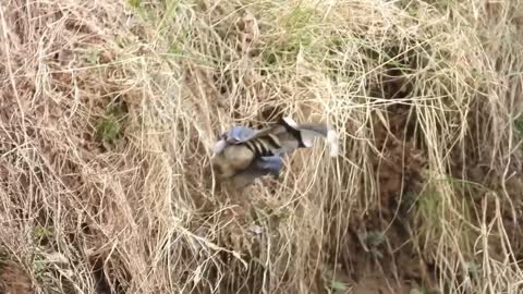 Red-billed blue tit by the river