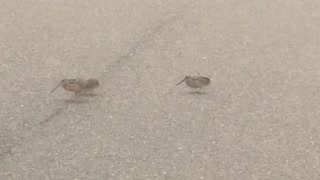 Birds Dance While Crossing the Street