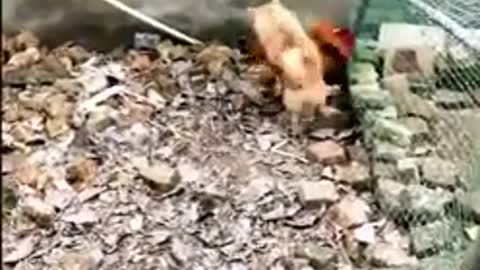 Funny Dog Fight Videos - Funny Dog Fight Videos