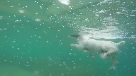 Bob Swimming in Pool ||