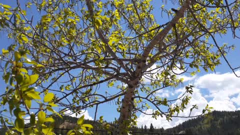 Butterfly in the wind Central City Colorado