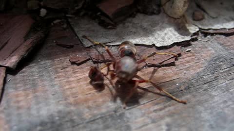 Headless Wasp Flies Away