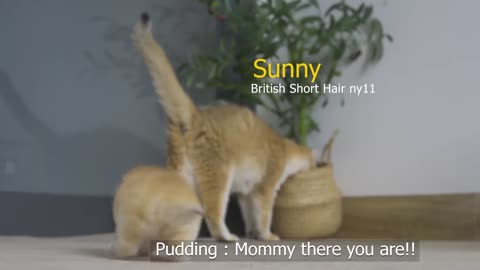 Tiny kitten pudding is crying to find mommy😍😍