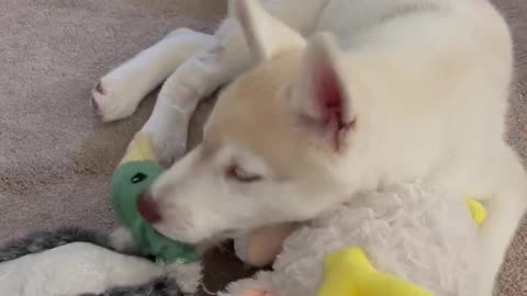 Xana the Husky puppy murders a DUCK