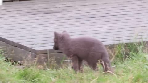 Cute Arctic Fox Cubs