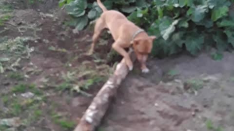 Baric with a big stick in the country