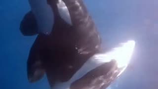 orca 🐋 a large predator