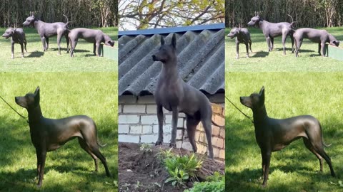 Xoloitzcuintle dog.