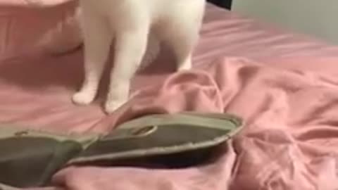 Funny Beatboxing Cat