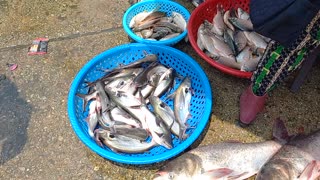 Fish market in Phnom penh