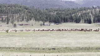 Massive Elk Herd Gathers During Rut