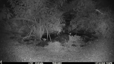 Mischievous Possum Pushes Skunk into Pond