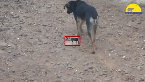 Dog Falling Asleep Whilst Standing!