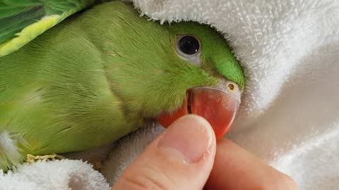 Cute parrot chick loves being pet