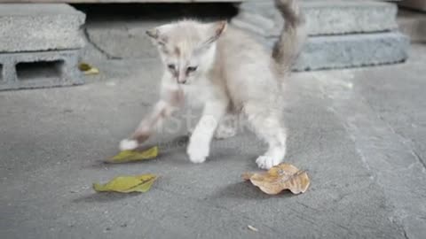 Naughty kitten , jumping❤️