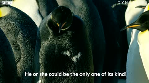 Rarest Penguin On Earth Spotted: All Black Penguin | Dynasties | BBC Earth