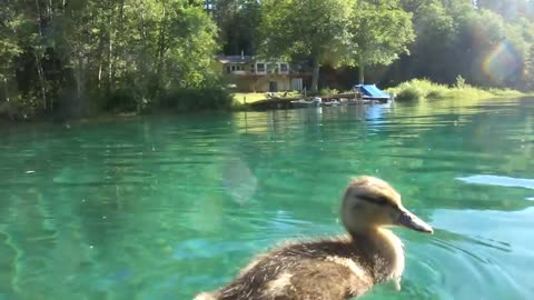 Ducks swimming underwater - crystal clear water - close up -