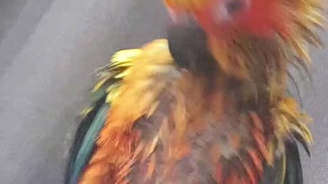 This is how crazy conures bathe