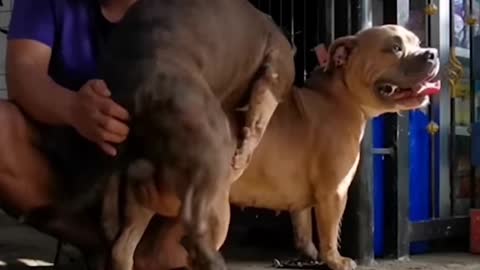 Amazing big Dog Meeting | How dog breeding - ViralAnimals22