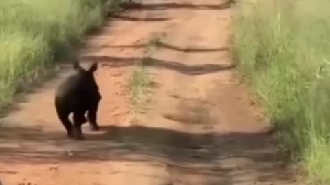 Insane Rhino Jumpscare